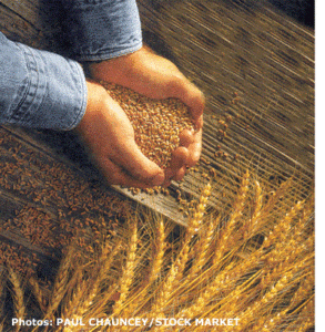 Growing Grains Image